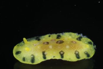 Media type: image;   Malacology 393878 Description: live specimen;